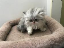 Beaux chatons Persans ou Ragdoll - Photo 5
