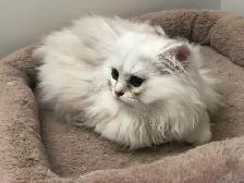 Beaux chatons Persans ou Ragdoll - Photo 6