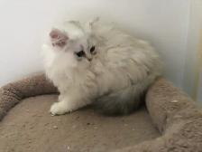 Beaux chatons Persans ou Ragdoll - Photo 7