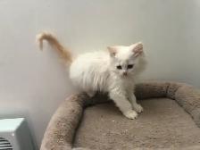 Beaux chatons Persans ou Ragdoll - Photo 8