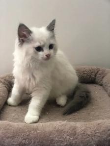 Beaux chatons Persans ou Ragdoll - Photo 9