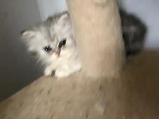 Beaux chatons Persans ou Ragdoll - Photo 10