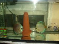 FOR SALE BEAUTIFUL DISCUS BREEIDNG PAIR 7 INCH $450