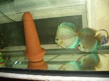 FOR SALE BEAUTIFUL DISCUS BREEIDNG PAIR 7 INCH $450 - Photo 2