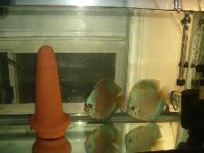 FOR SALE BEAUTIFUL DISCUS BREEIDNG PAIR 7 INCH $450 - Photo 3