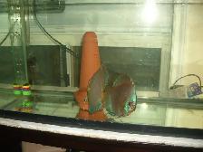FOR SALE BEAUTIFUL BREEDING PAIR DISCUS 7 INCH $450 - Photo 4