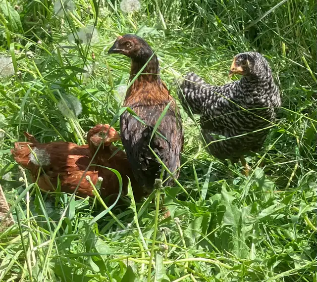 young pullets for sale