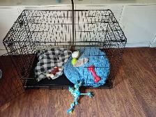 FREE TO A GOOD HOME - Photo 3