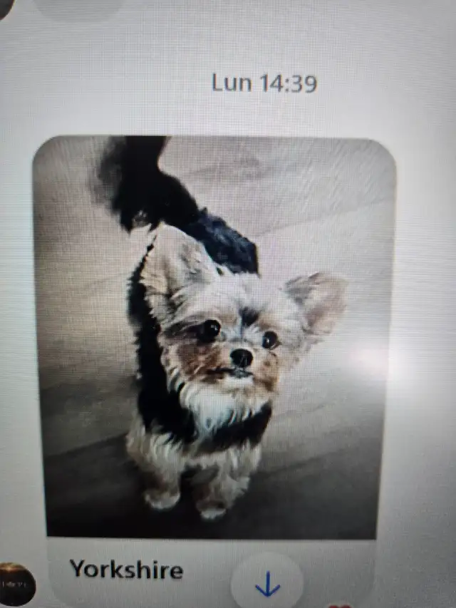 Yorkshire Terrier