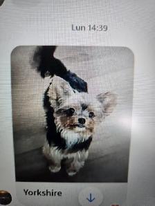 Yorkshire Terrier