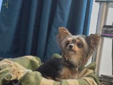 Yorkshire Terrier - Photo 2