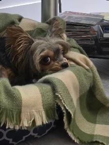 Yorkshire Terrier - Photo 3