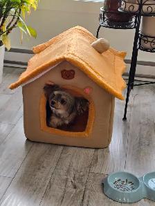 Yorkshire Terrier - Photo 4