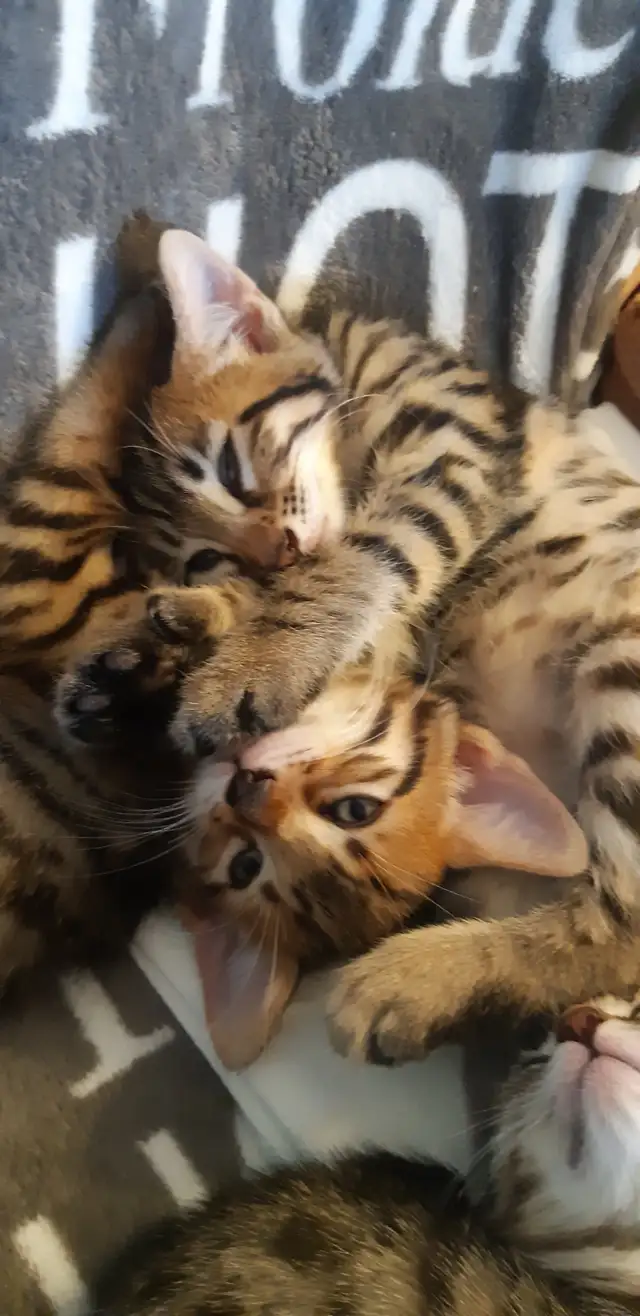 Chatons Bengal Spotted/Tabby