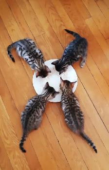 Chatons Bengal Spotted/Tabby - Photo 2