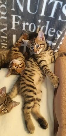 Chatons Bengal Spotted/Tabby - Photo 3