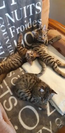 Chatons Bengal Spotted/Tabby - Photo 4
