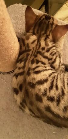 Chatons Bengal Spotted/Tabby - Photo 5