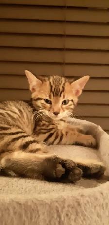 Chatons Bengal Spotted/Tabby - Photo 6