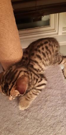 Chatons Bengal Spotted/Tabby - Photo 7