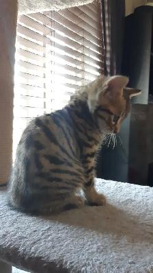 Chatons Bengal Spotted/Tabby - Photo 8