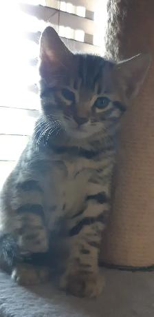 Chatons Bengal Spotted/Tabby - Photo 9
