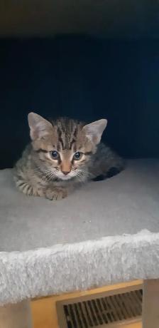 Chatons Bengal Spotted/Tabby - Photo 10