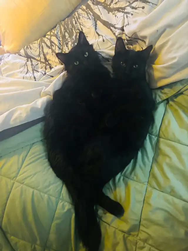 2 cats for adoption