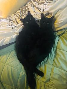 2 cats for adoption