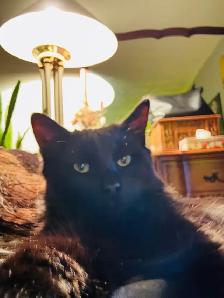 2 cats for adoption - Photo 2