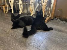 2 cats for adoption - Photo 3