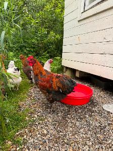 Jeune Coq