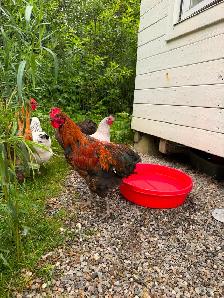 Jeune Coq - Photo 2