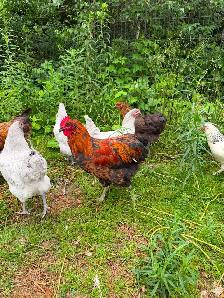 Jeune Coq - Photo 3