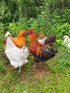 Jeune Coq - Photo 4