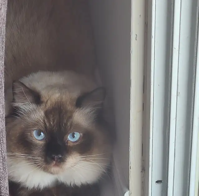 For Sale Ragdoll Cat