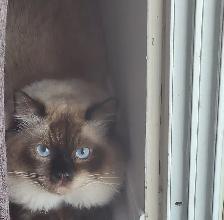 For Sale Ragdoll Cat