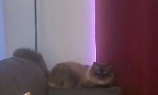 For Sale Ragdoll Cat - Photo 2