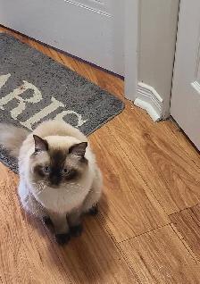 For Sale Ragdoll Cat - Photo 3