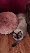 For Sale Ragdoll Cat - Photo 4