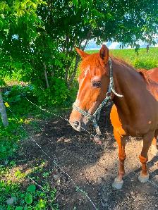 Jument quater-horse - Photo 2