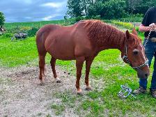Jument quater-horse - Photo 3