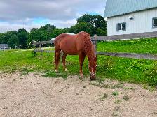 Jument quater-horse - Photo 4