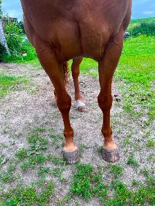 Jument quater-horse - Photo 5