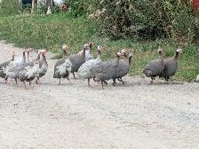 Guinea hens for sale