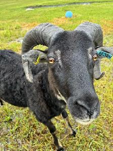 Registered Rams - Photo 2