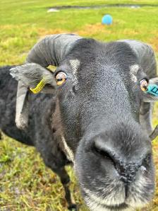 Registered Rams - Photo 3