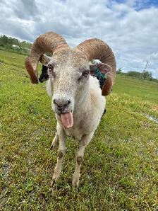 Registered Rams - Photo 4