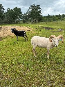 Registered Rams - Photo 6