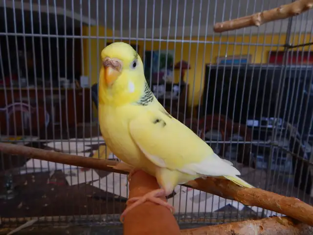 10 MONTH OLD  FEMALE  BUDGIES  FOR ONLY  30 $  !!